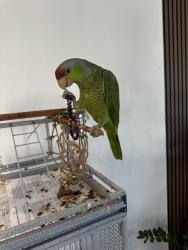 Lost Male Bird last seen Five Knolls, Santa Clarita, CA 91351