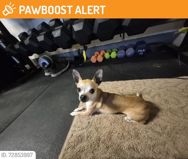 Found/Stray Male Dog last seen Domenigoni and Rice, Riverside County, CA 92596