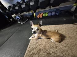 Found/Stray Male Dog last seen Domenigoni and Rice, Riverside County, CA 92596