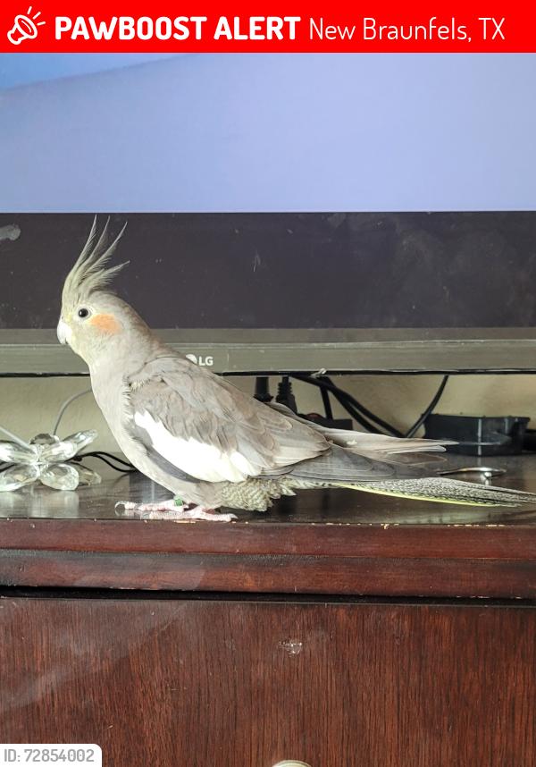 Lost Female Bird last seen Stone Branch & Magnolia wind , New Braunfels, TX 78130