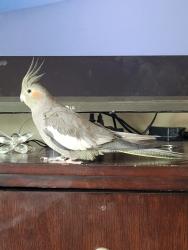 Lost Female Bird last seen Stone Branch & Magnolia wind , New Braunfels, TX 78130