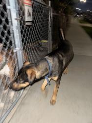 Found/Stray Male Dog last seen Durfee Allgeyer Maplefield, South El Monte, CA 91733