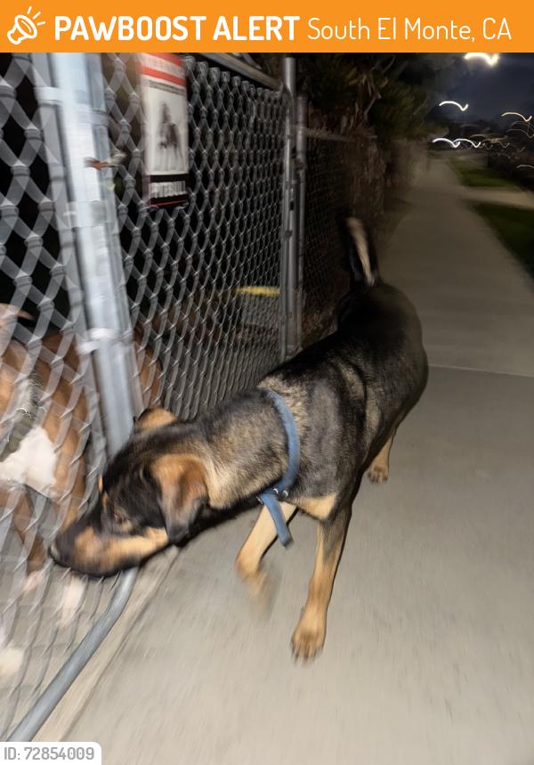Found/Stray Male Dog last seen Durfee Allgeyer Maplefield, South El Monte, CA 91733