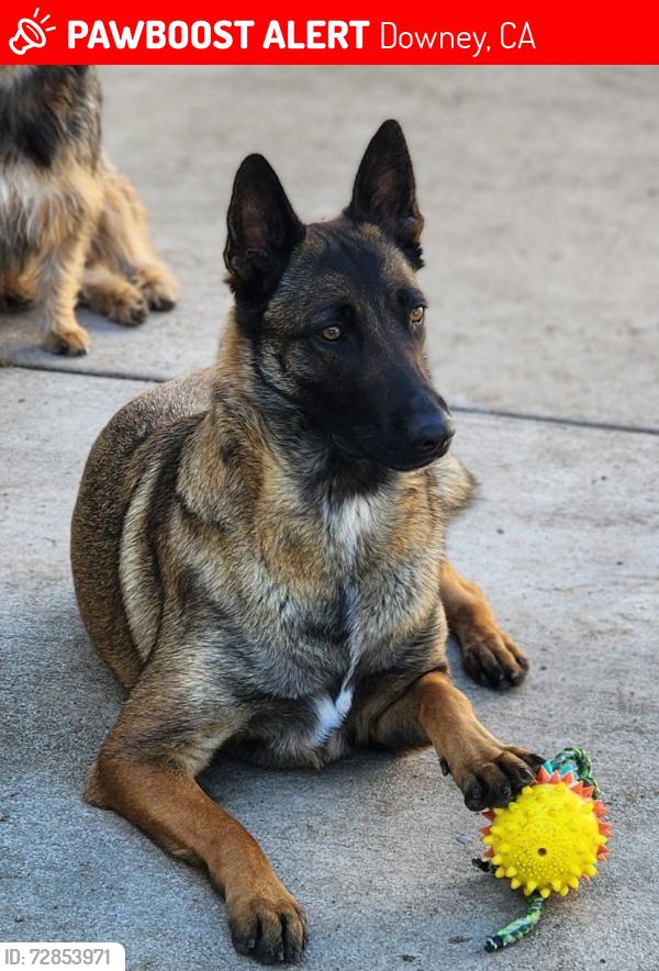 Lost Female Dog last seen Between Firestone and Florence , Downey, CA 90241