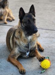 Lost Female Dog last seen Between Firestone and Florence , Downey, CA 90241