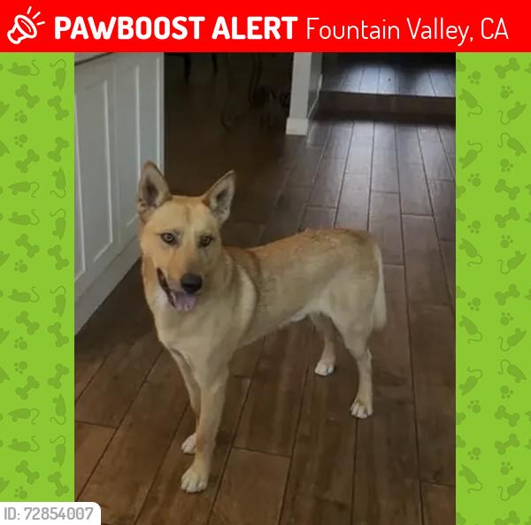 Lost Male Dog last seen Mile Square Park, Fountain Valley, CA 92708