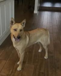 Lost Male Dog last seen Mile Square Park, Fountain Valley, CA 92708