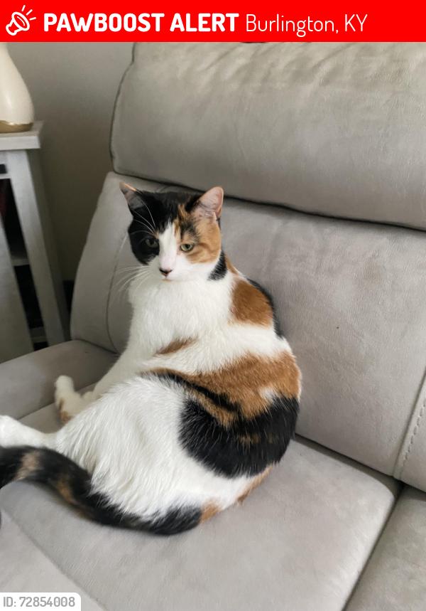 Lost Female Cat last seen Todd Dr, Camp Ernst Rd, Burlington, KY 41005