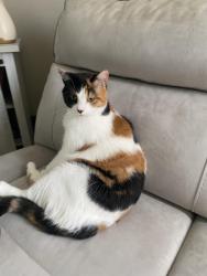 Lost Female Cat last seen Todd Dr, Camp Ernst Rd, Burlington, KY 41005