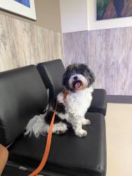 Found/Stray Female Dog last seen Parkway Way , Wilsonville, OR 97070