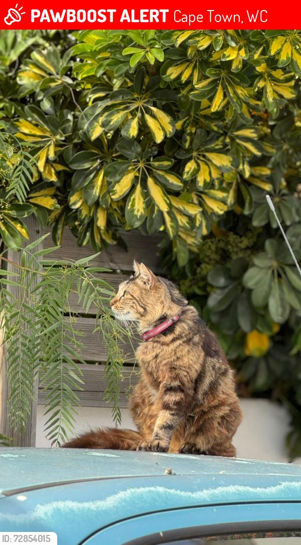 Lost Female Cat last seen Pennant Close, Blouberg Sands, Cape Town, WC 7449