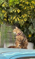 Lost Female Cat last seen Pennant Close, Blouberg Sands, Cape Town, WC 7449