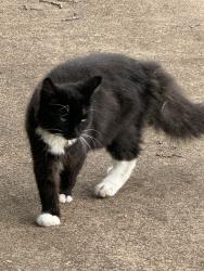 Found/Stray Female Cat last seen Tumbleweed trail/Meadow park drive , White Settlement, TX 76108