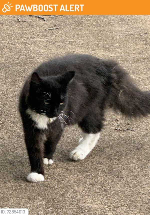 Found/Stray Female Cat last seen Tumbleweed trail/Meadow park drive , White Settlement, TX 76108