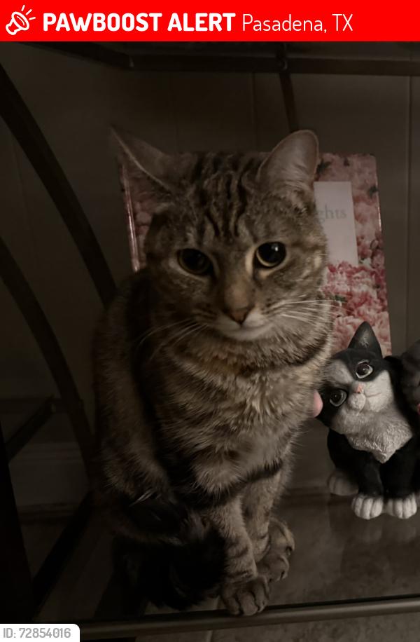 Lost Female Cat last seen Target, Pasadena, TX 77505