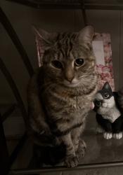 Lost Female Cat last seen Target, Pasadena, TX 77505
