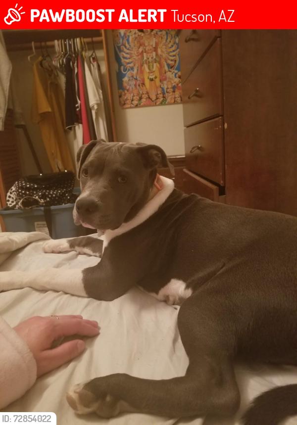Lost Female Dog last seen 22nd and Wilmot Rd, Tucson, AZ 85710