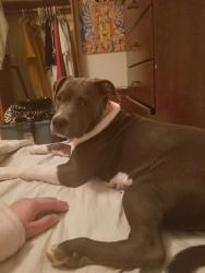 Lost Female Dog last seen 22nd and Wilmot Rd, Tucson, AZ 85710