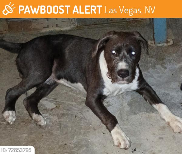 Found/Stray Male Dog last seen Lake Mead and Hollywood , Las Vegas, NV 89156