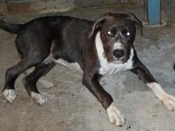 Found/Stray Male Dog last seen Lake Mead and Hollywood , Las Vegas, NV 89156