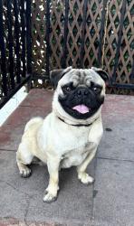 Reunited Male Dog last seen South Park , Los Angeles, CA 90011