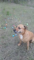 Reunited Female Dog last seen Redgate Dr  and Elkcam, Pine Ridge, FL 34433