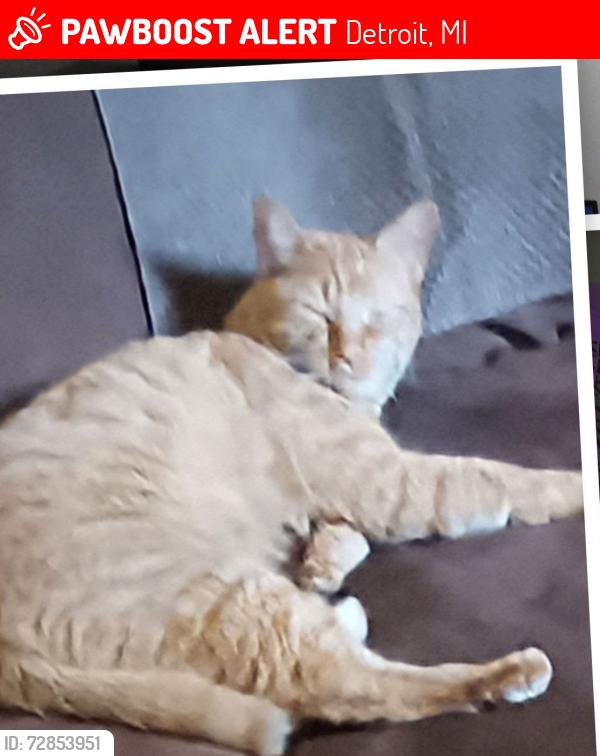 Lost Male Cat last seen Vernor and Springwells, Detroit, MI 48209