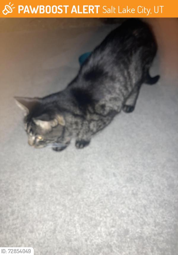 Found/Stray Unknown Cat last seen Garfield and 800 e, Salt Lake City, UT 84106