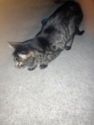 Found/Stray Unknown Cat last seen Garfield and 800 e, Salt Lake City, UT 84106