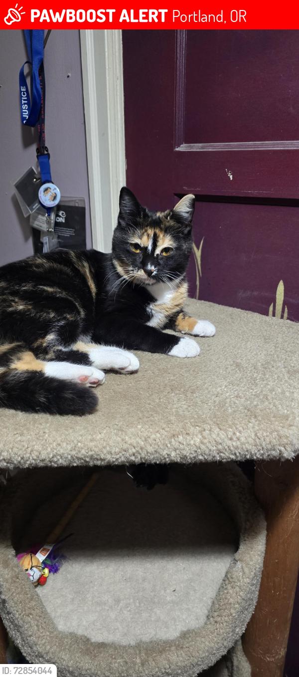 Lost Female Cat last seen Fremont drive/82nd, rocky butte, Portland, OR 97220