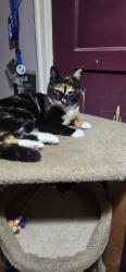 Lost Female Cat last seen Fremont drive/82nd, rocky butte, Portland, OR 97220