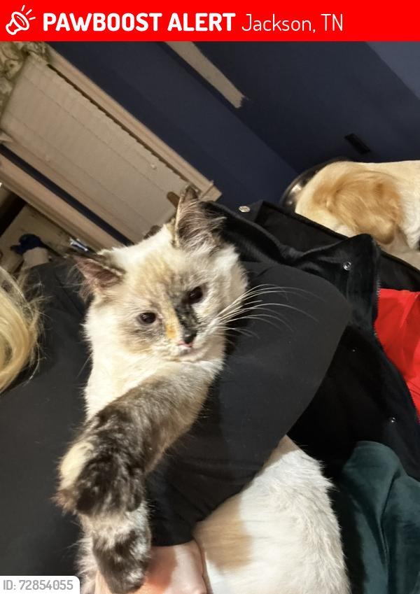 Lost Female Cat last seen Keelange, Pleasant Plains, Jackson, TN 38305