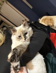 Lost Female Cat last seen Keelange, Pleasant Plains, Jackson, TN 38305