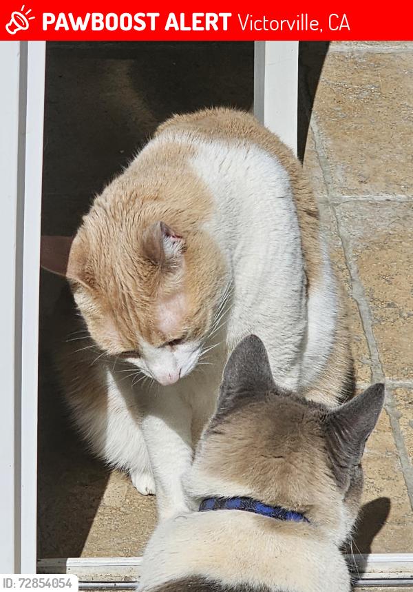 Lost Male Cat last seen Verano & Mesa Linda St., Victorville, CA 92392