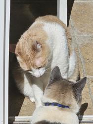 Lost Male Cat last seen Verano & Mesa Linda St., Victorville, CA 92392