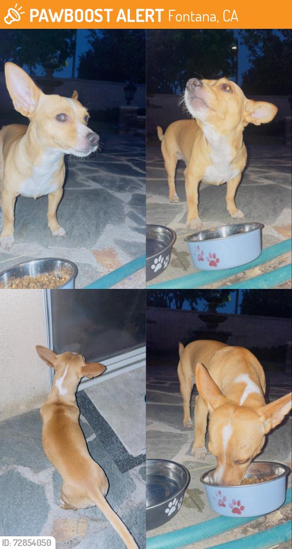 Found/Stray Male Dog last seen Sierra Ave by Walgreens in Sierra Crossroads Shopping Center, Fontana, CA 92337