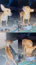 Found/Stray Male Dog last seen Sierra Ave by Walgreens in Sierra Crossroads Shopping Center, Fontana, CA 92337
