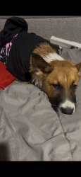 Lost Male Dog last seen Pearsall rd atascosa tx 78002, Atascosa, TX 78002