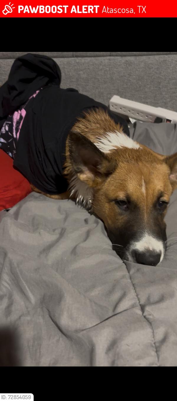 Lost Male Dog last seen Pearsall rd atascosa tx 78002, Atascosa, TX 78002