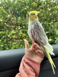 Lost Male Bird last seen Near Cambridge street San Francisco ca , San Francisco, CA 94134
