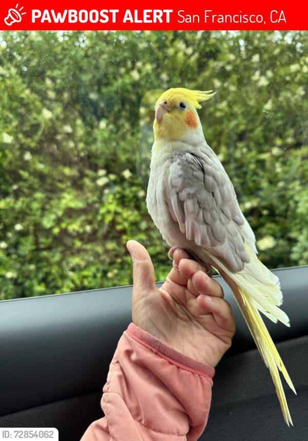 Lost Male Bird last seen Near Cambridge street San Francisco ca , San Francisco, CA 94134