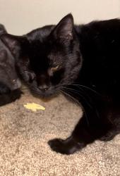 Lost Male Cat last seen Kozy Kamp Neighborhood Park, Clark County, WA 98642