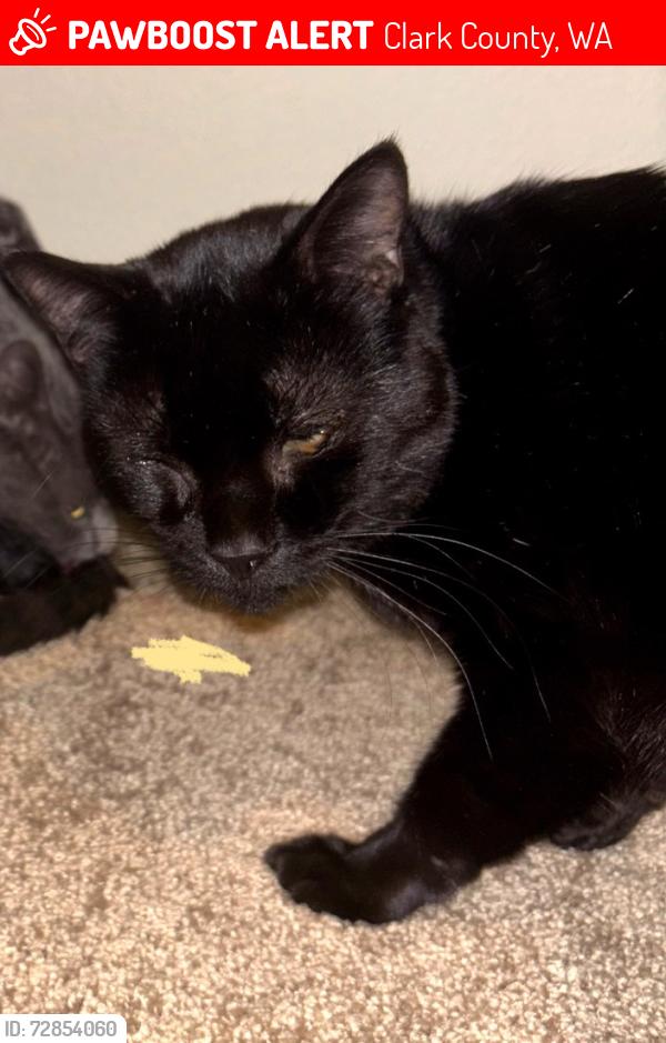 Lost Male Cat last seen Kozy Kamp Neighborhood Park, Clark County, WA 98642