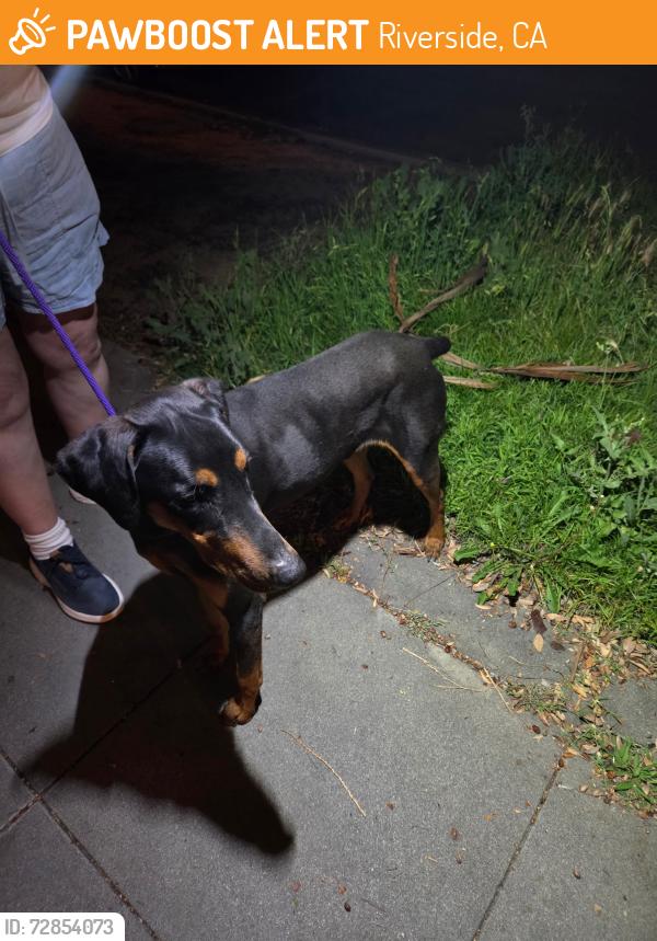 Found/Stray Male Dog last seen 3rd and pine, Riverside, CA 92501