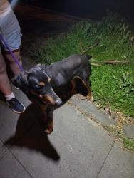 Found/Stray Male Dog last seen 3rd and pine, Riverside, CA 92501