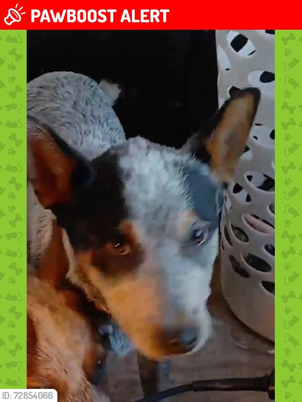 Lost Female Dog last seen Fm 1847 la tina ranch, Cameron County, TX 78586