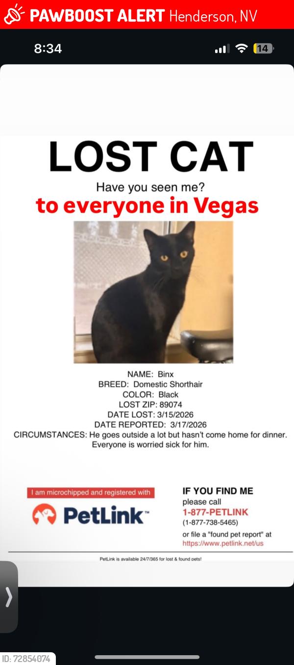 Lost Male Cat last seen Silver springs park, Henderson, NV 89074