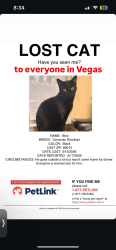 Lost Male Cat last seen Silver springs park, Henderson, NV 89074