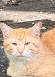Found/Stray Unknown Cat last seen Columbia Tusculum, Cincinnati, OH 45226