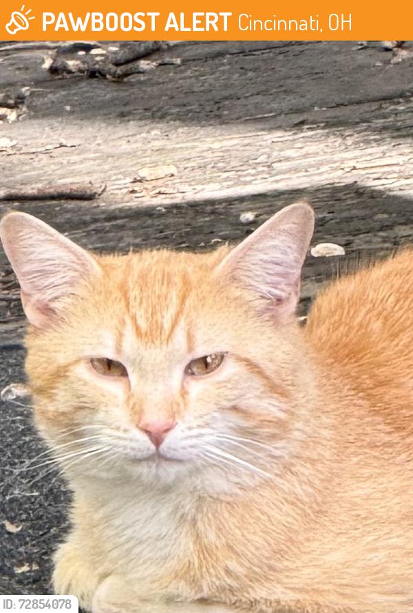 Found/Stray Unknown Cat last seen Columbia Tusculum, Cincinnati, OH 45226
